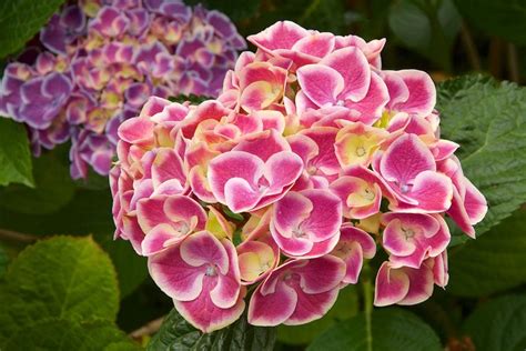 schéma illustrant la différence de taille entre un Hydrangea macrophylla et un Hydrangea paniculata