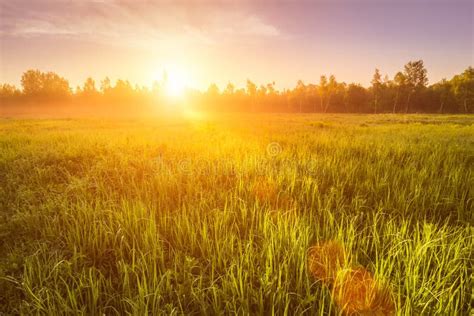 Champ d'orge de printemps au lever du soleil