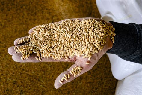 Grains d'orge dans une main