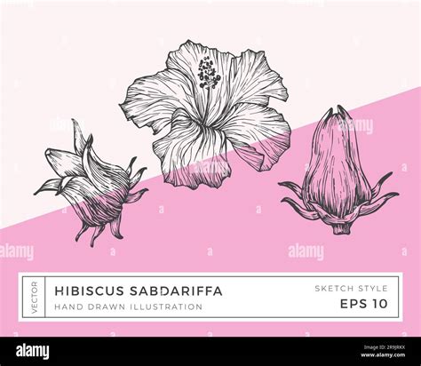 Illustration botanique de l'Hibiscus sabdariffa montrant ses fleurs et son calice charnu