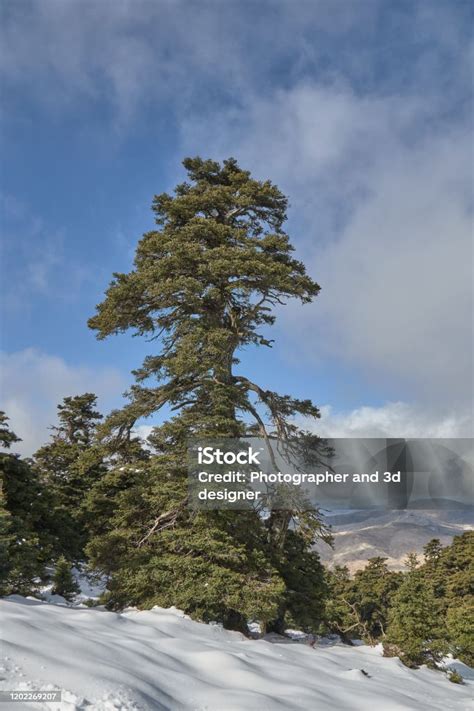 Forêt de sapins d'Andalousie dans la Sierra de las Nieves