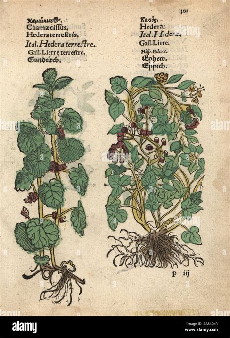 Comparaison entre Hedera helix et Glechoma hederacea