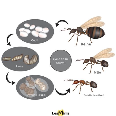 Schéma illustrant le cycle de vie des pucerons et l'interaction mutualiste avec les fourmis sur un citronnier