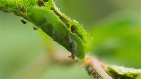 Photo macro d'une colonie de pucerons sur le revers d'une feuille de citronnier