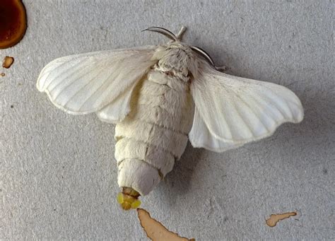 Bombyx éri adulte et chenille
