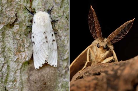 Différences entre mâle et femelle Bombyx éri