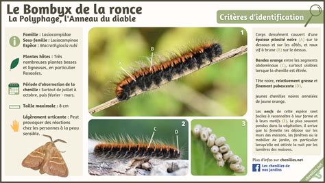 Stades de développement de la chenille Bombyx éri