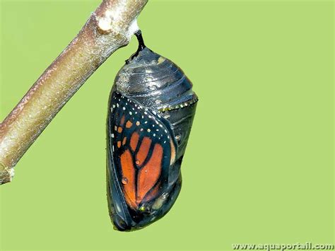 Chrysalide de Bombyx éri dans son cocon