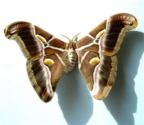 Œufs de Bombyx éri