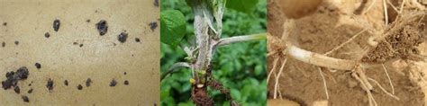 Représentation schématique du rhizoctone brun sur pomme de terre