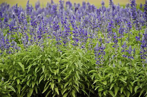 Variétés de sauge en pot