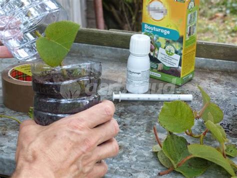 Bouture d'Hypoestes dans une bouteille d'eau en voyage