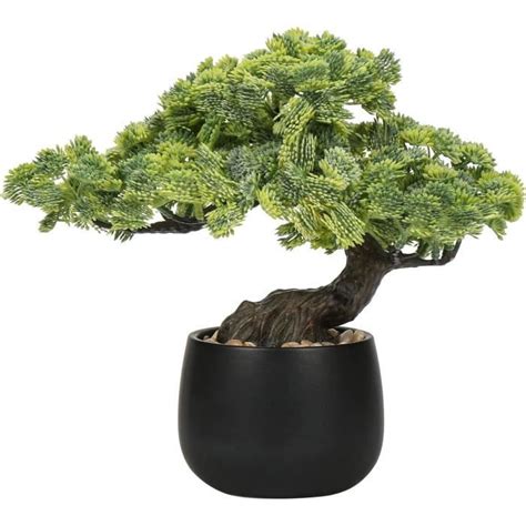 Bonsaï d'intérieur dans un pot en céramique
