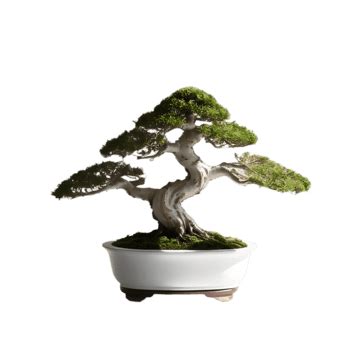 Bonsaï de Bantigue avec ses branches torsadées
