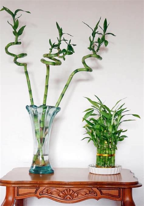 Arrangement de Lucky Bamboo dans un pot rouge