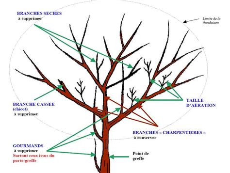 Schéma illustrant la taille de nettoyage d'un citronnier avec les branches à couper