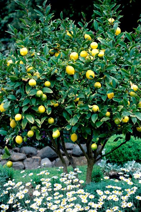 Image d'un citronnier en pleine floraison au printemps