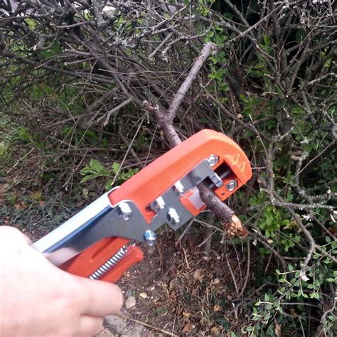 Schéma de fonctionnement d'une pince à greffer montrant la coupe simultanée du porte-greffe et du greffon