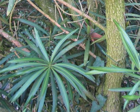 Image d'un bonsaï Podocarpus macrophyllus avec ses feuilles en forme d'aiguilles