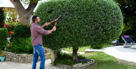 Un coach jardinier conseillant un particulier sur la taille d'un arbuste