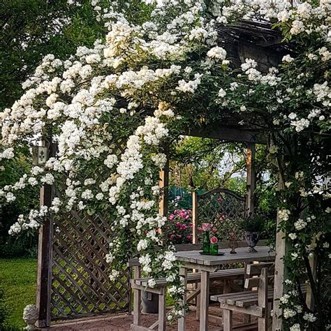 Rosa banksiae en pleine floraison sur une pergola
