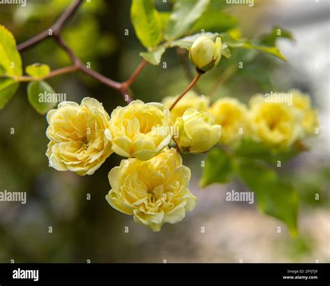 Gros plan sur les fleurs du Rosa banksiae 'Lutea'