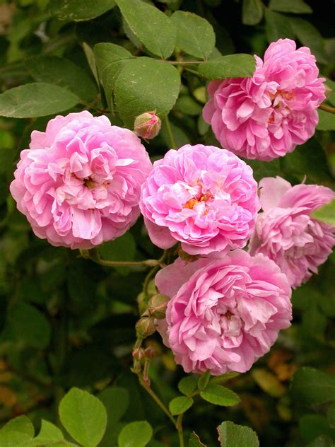 Schéma des différentes variétés de Rosa banksiae avec leurs couleurs de fleurs