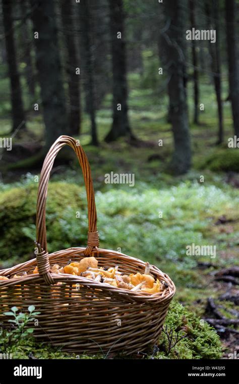panier de champignons cueillis en forêt