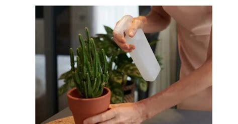cactus en pot