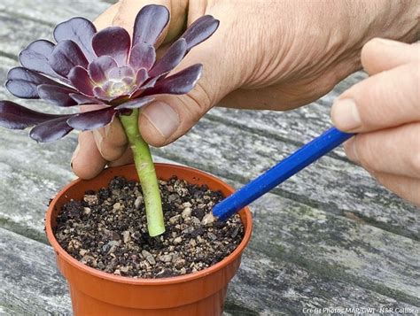 boutures de plantes succulentes en train de s'enraciner