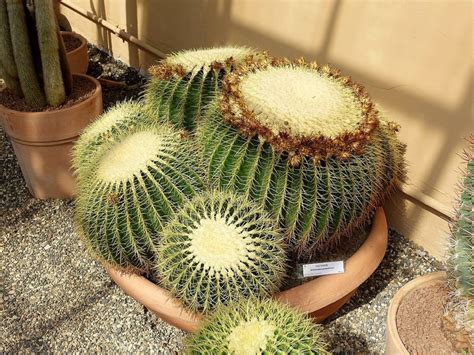 Echinocactus grusonii, coussin de belle-mère