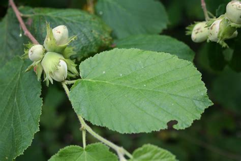 Feuilles de noisetier avec leurs bords dentelés et leur forme caractéristique