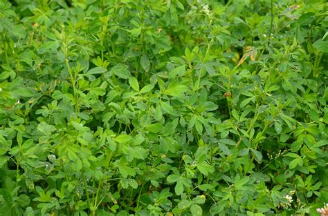 Plante de luzerne avec des feuilles