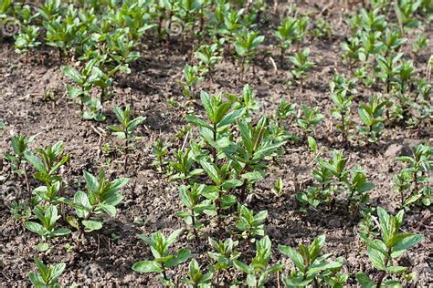 Plantation de jeunes pousses de Yacon