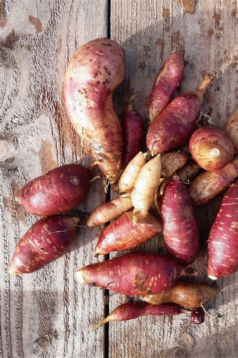 Récolte de tubercules de Yacon
