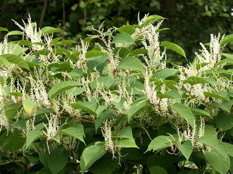 Rhizomes de renouée du Japon