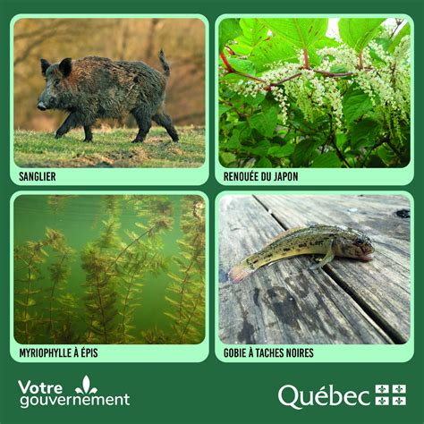 Planter des espèces concurrentes pour contrôler les envahissantes