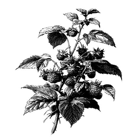 Illustration d'un framboisier avec ses fruits mûrs