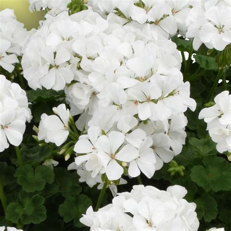 Géranium zonale blanc en pleine floraison