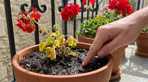 Conseils d'arrosage pour géraniums en pot