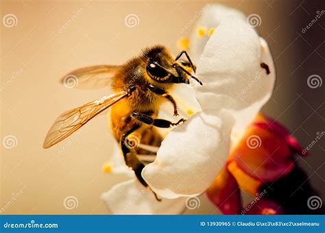 abeille pollinisant une fleur de concombre