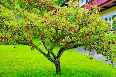 Arbre fruitier avec des fruits sains