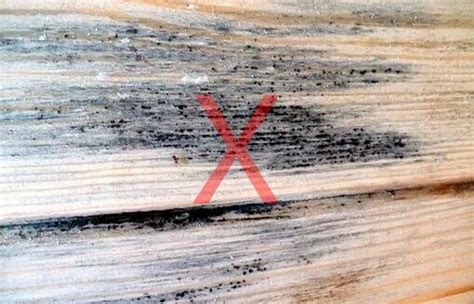 Moisissure sur une surface en bois