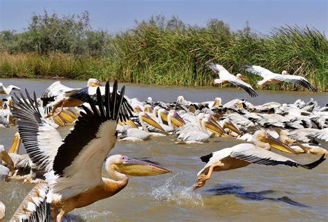 Pélicans et flamants roses dans le Parc National du Djoudj