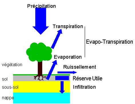 Image d'arbres absorbant l'eau dans un sol humide