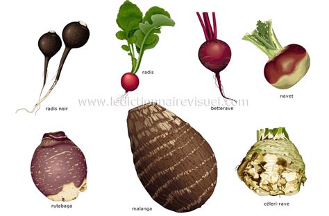 radis et légumes racines