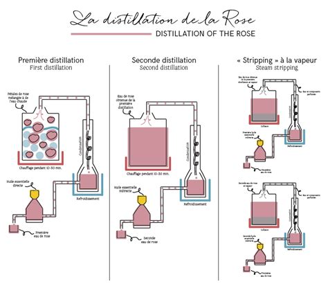 Schéma de l'extraction d'un rejet de framboisier