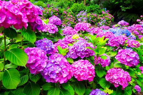 Hortensias aux couleurs variées