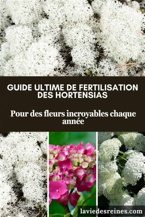 Schéma de la fertilisation des hortensias au printemps