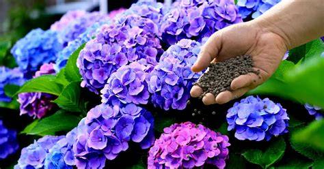 Comparaison des types d'engrais pour hortensias